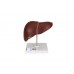 model wątroby z pęcherzykiem żółciowym - 3b smart anatomy - 1014209 [k25] 3b scientific modele anatomiczne 3
